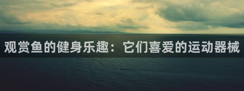 尊龙官网地址：观赏鱼的健身乐趣：它们喜爱的运动器械